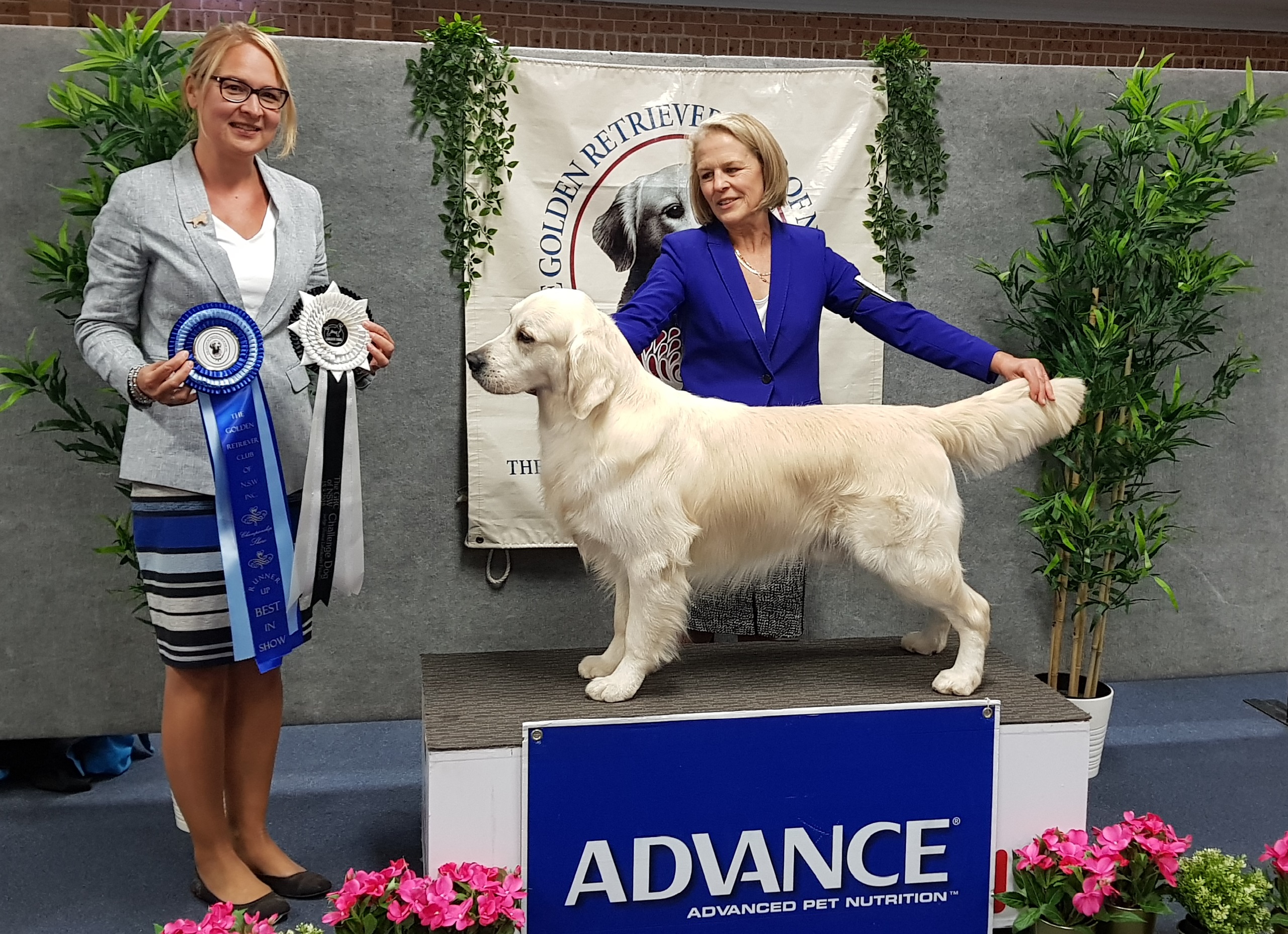 golden-retriever-puppies-for-sale-south-coast-nsw